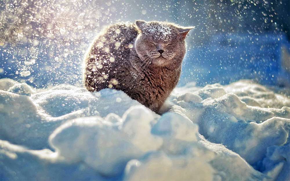 Котик в снегу